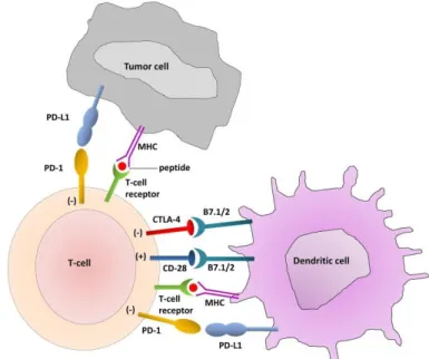 Figure 2. Activator and inhibitory T cell receptors and their ligands (Zaravinos, 2014)