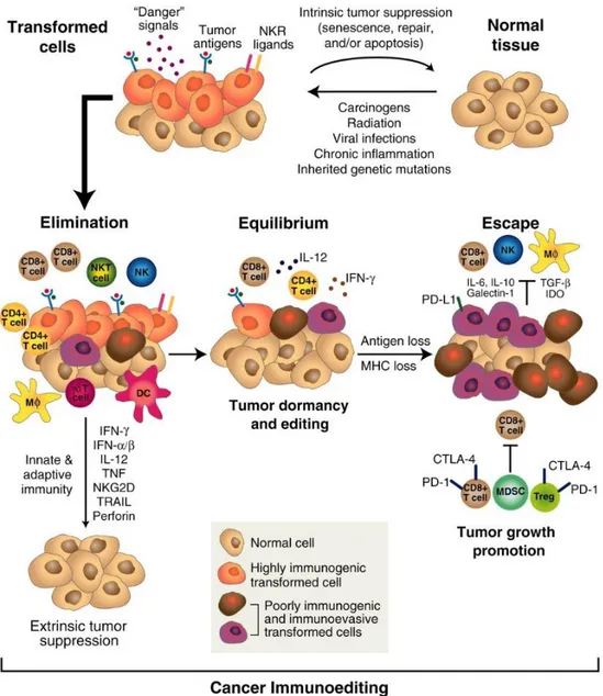 Figure  3.  Cancer  immunoediting  (Schreiber  et  al, 2011). When  tumor  cells  emerge,  they  are recognized  and 