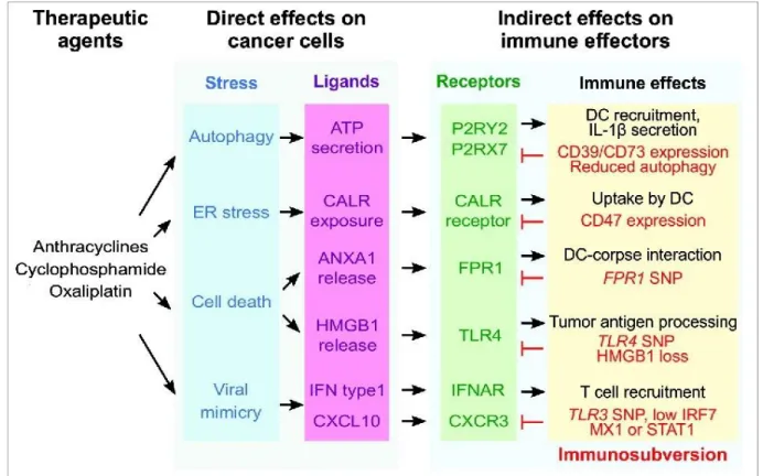 Figure 5. Mechanisms of immunogenic cell death induction by chemotherapeutics (modified from (Vacchelli 