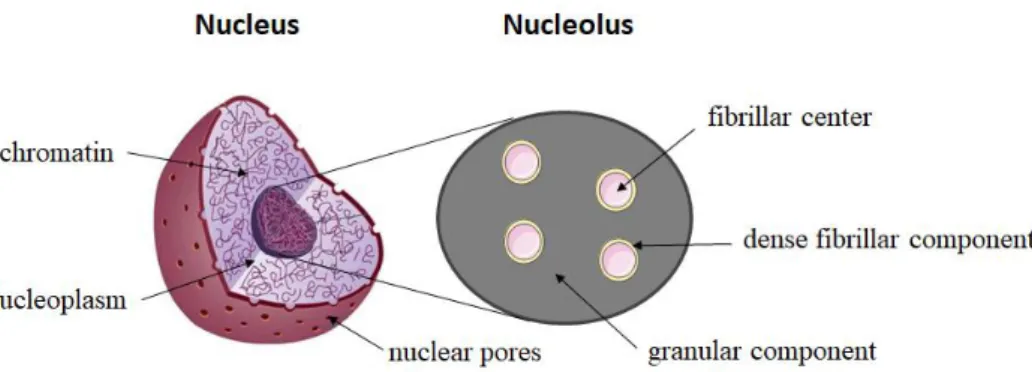 Figure  9.  Structure  and  composition  of  the  nucleus.  The  nucleus  is  a  double-membraned  organelle  which 