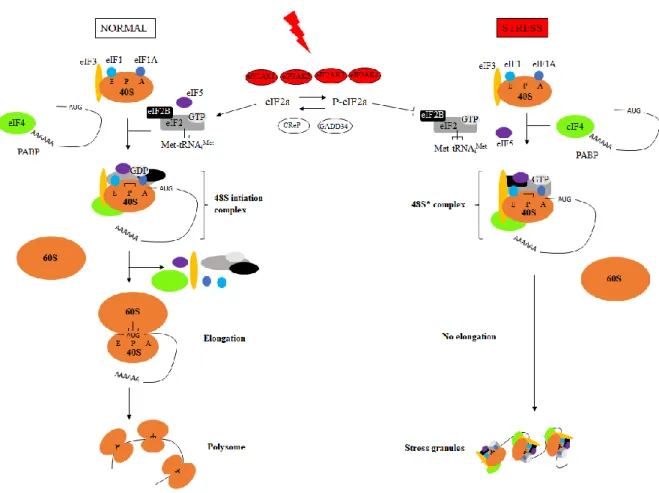 Figure  10.  Translation  initiation  in  physiological  conditions  and  upon  stress