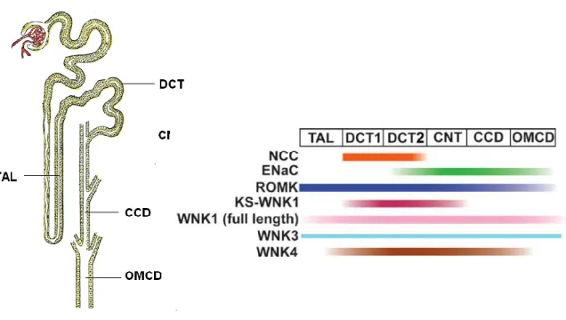 Figure 8 : Profil d’expression des principaux transporteurs et canaux et des kinases WNK dans le 