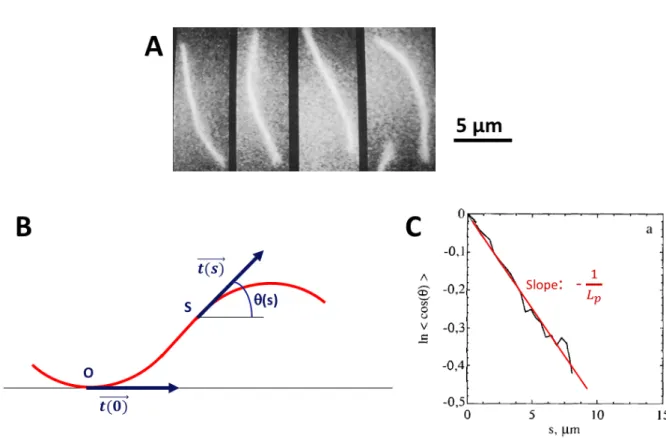 Figure 2.3: Persistence length of an actin filament. A: Recorded shape of an unstabilized F-ADP-actin filament undergoing thermal fluctuation at 6-s intervals