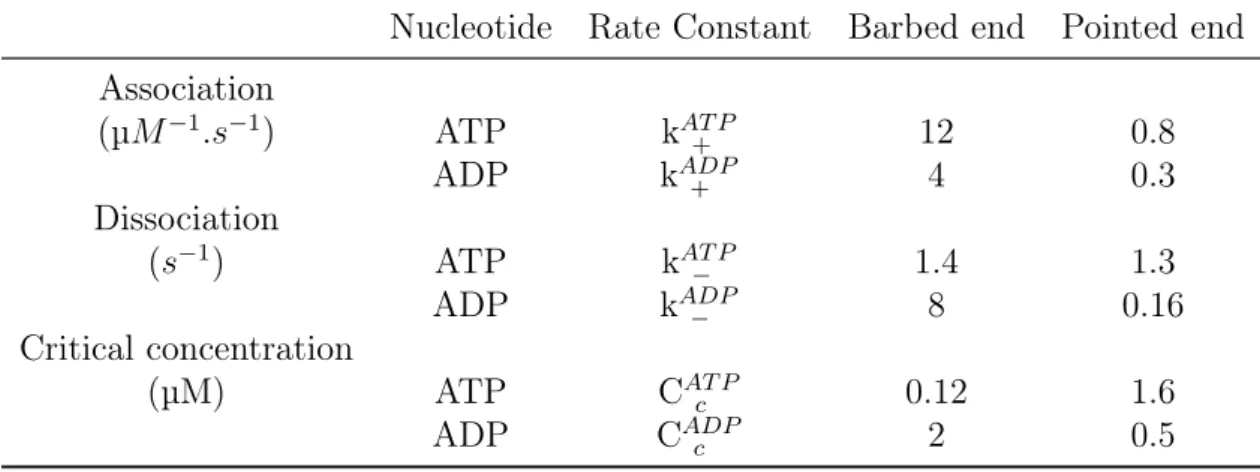 Table 2.1: Rate constants for actin polymerization and depolymerization at both ends of the actin filament
