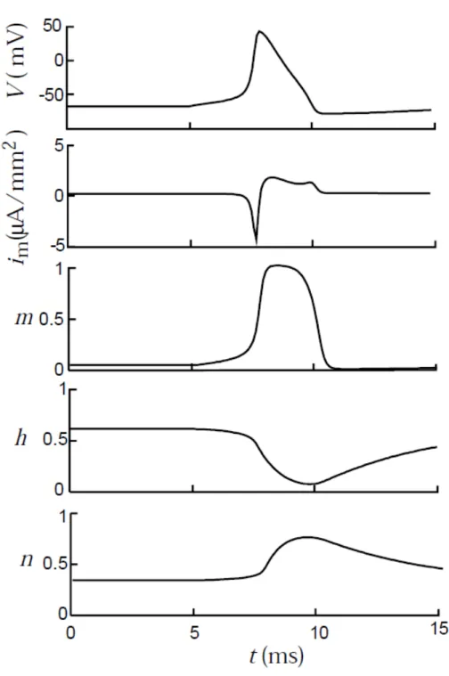 Figure I.4: The dynamics of the different variables of the Hodgkin-Huxley