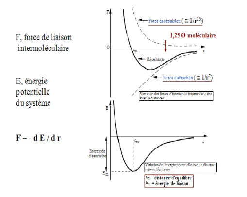 Fig. 1 : variations de la force et du potentiel d’interaction avec la distance intermoléculaire 