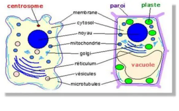 Figure 1: Cellule animale (à gauche) et cellule végétale (à droite). 