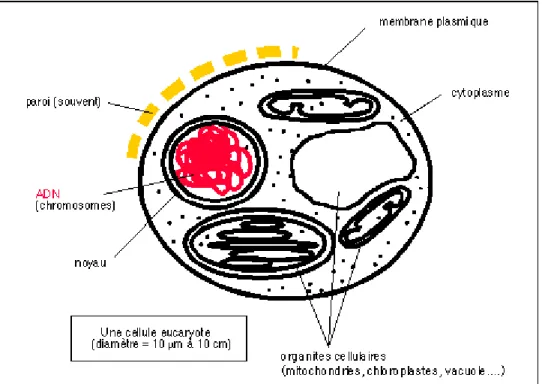 Figure 2 : Schéma simplifié  d'un unicellulaire eucaryote 