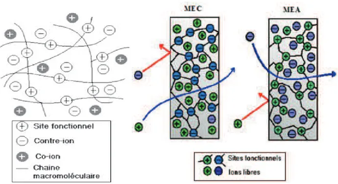 Figure I.1: Structure d’une membrane échangeuse d’ions : Exemples de MEA et MEC. 