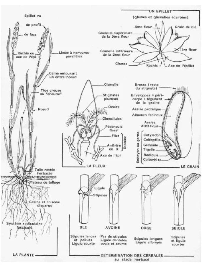 Fig. 5 Morphologie des graminées ex le blé (Soltner, 1989) 
