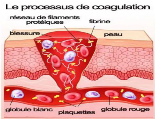 Figure 16: Formation du clou hémostatique Ferguson, (2000) 