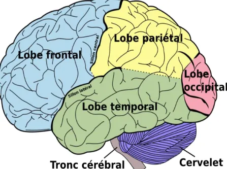 Figure 20:   Subdivisions du cortex cérébral (Les lobes) 