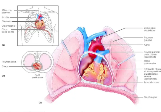 Figure 28 : Localisation du cœur 