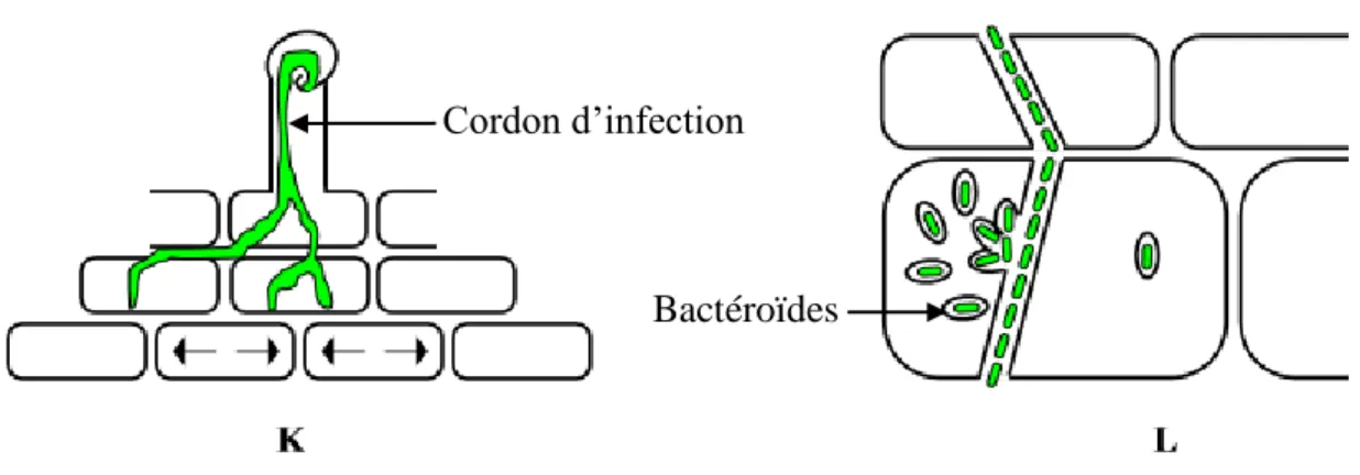 Figure 8. K. Ramification du cordon d’infection et progression vers le cortex interne qui est 
