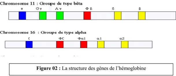 Figure 02 : La structure des gènes de l’hémoglobine 