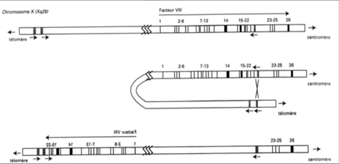 Figure 01: Représentation schématique du mécanisme responsable de micro inversion de 