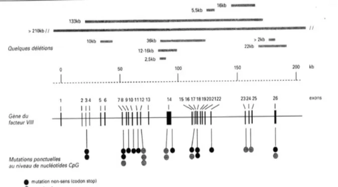 Figure 02 : distribution des mutations ponctuelles 	