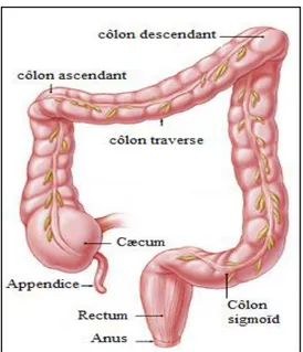 Figure 01 : Les différentes parties du gros intestin. Adaptée du site :  [http://www.colorectal-cancer.ca/fr] (Association canadienne du cancer colorectal) 