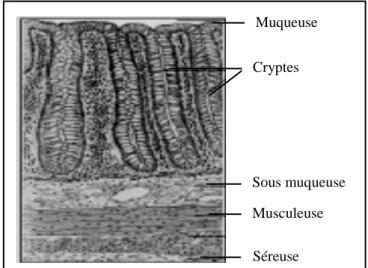 Figure 02 : La structure histologique du côlon normal. Tirée de (Morère &amp; Rainfray, 2001) 