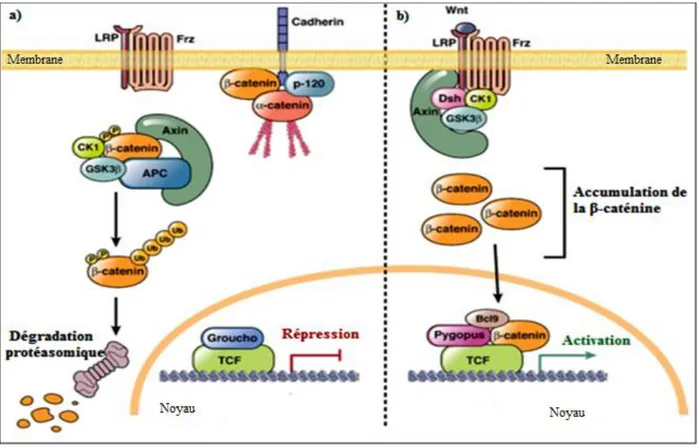 Figure 06 : Représentation schématique de la voie Wnt. Tirée de (Pino &amp; Chung, 2010) 