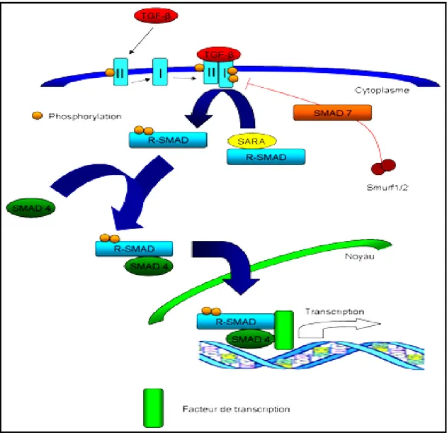 Figure 07 : Représentation schématique de la voie TGF-β. Adaptée de (Schiller et al, 2004) 