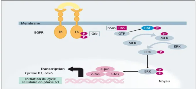 Figure 08 : Représentation schématique de la voie Ras. Tirée de   (Lièvre &amp; Laurent-Puig, 2010) 