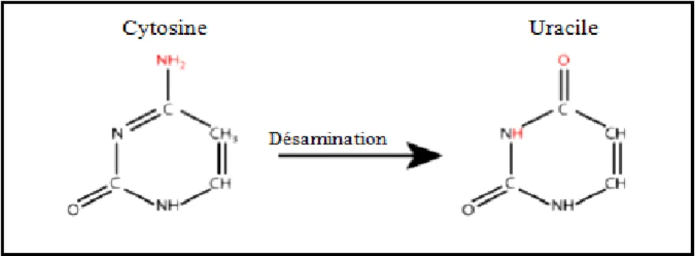 Figure 10 : Exemple d’une désamination d’une cytosine en uracile. 