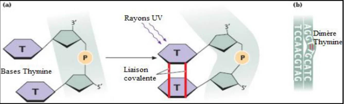 Figure 11 : Dimère de pyrimidines formé sous l’action des rayons UV.  (a)  Formation du dimère de thymines 