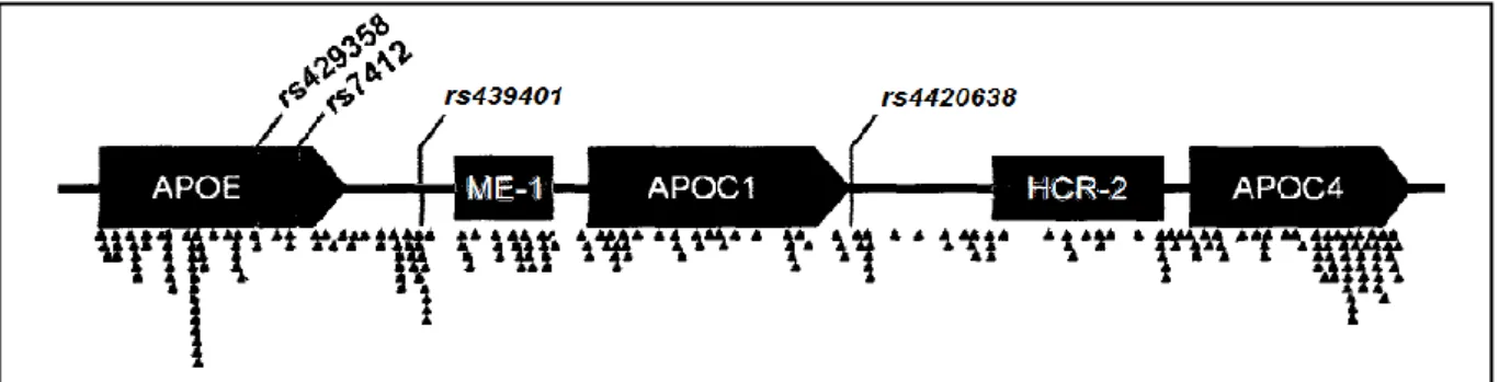 Figure 7: Localisation des SNPs étudiés dans le cluster APOE/C1/C4. 