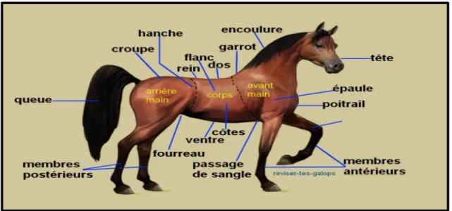 Figure 2. La morphologie du cheval. Tirée du site : http://houpette99.over-blog.com/categorie-