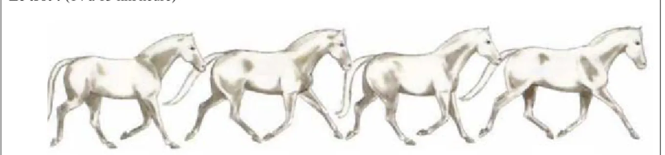 Figure 3. Les différentes allures naturelles du cheval. Tirée du site : www // Physiologie et anatomie 