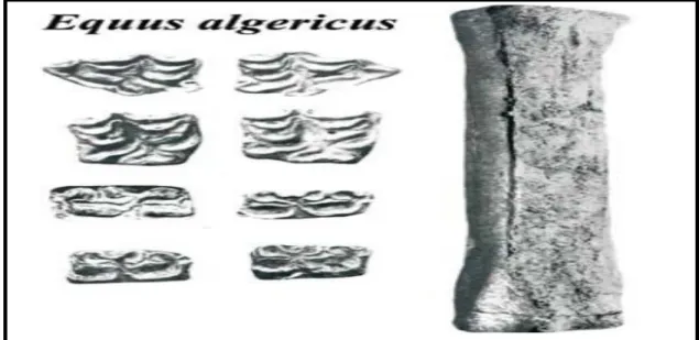 Figure 5.  Restes osseux de l'espèce  Equus algericus situés au Sud Est de Tiaret et à Hydra  (Chaid-Saoudi Y, 1988).