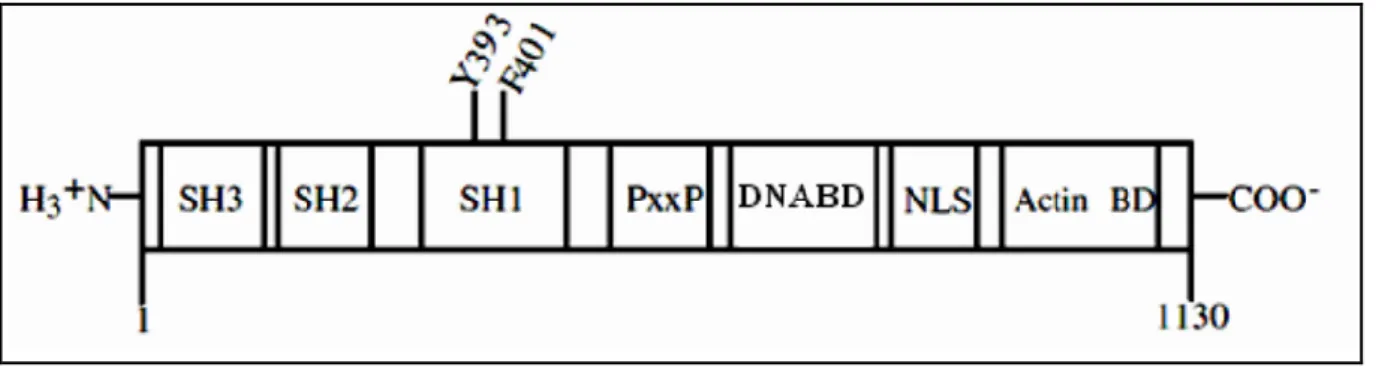 Figure 2: Structure de la protéine Abl (Deininger et al., 2000). 