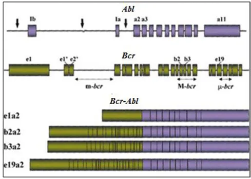 Figure 4:Localisation des points de cassures des gènes Ablet Bcret la structure des ARNm  chimériques dérivés des différentes cassures(Deininger et al., 2000)