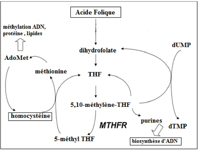 Figure 9: Répercussions métaboliques de l’activité de la MTHFR(Wiemels et al., 2001). 