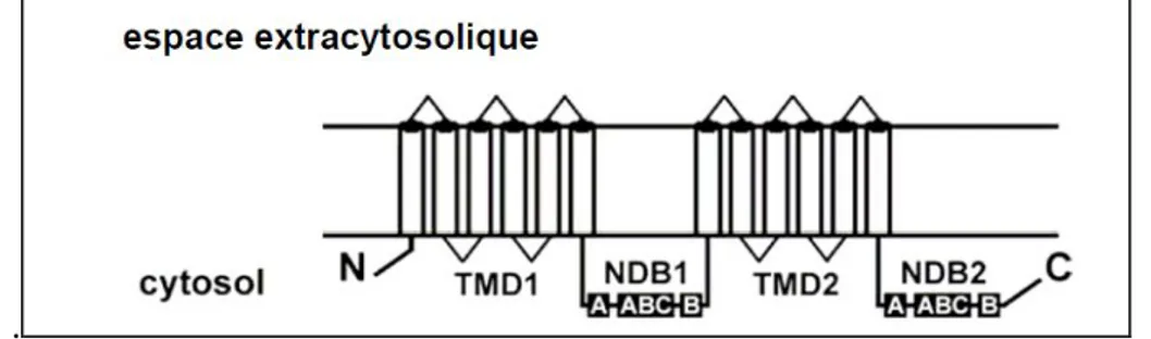 Figure 10:Structure du transporteur ABCB1 