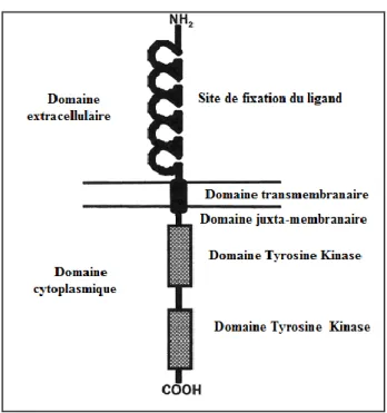 Figure 15: Représentation des differents domaines de la protéine FLT3 (Small, 2006). 
