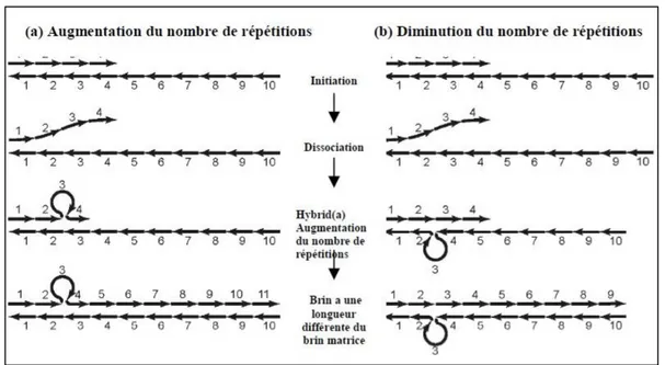 Figure 3 : Modèle de &#34;slippage réplication&#34; permettant d'expliquer l’augmentation ou la 