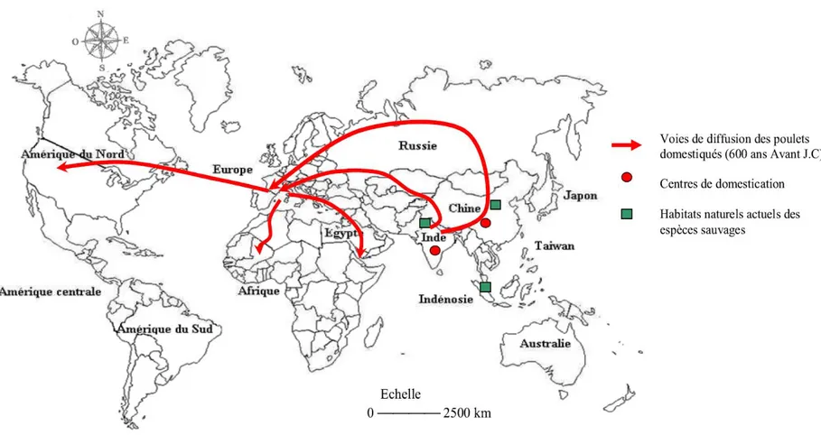 Figure 5 : Habitats naturels, centre de domestication et voies de diffusion des espèces Gallus gallus dans le monde (Loukou, 2013).