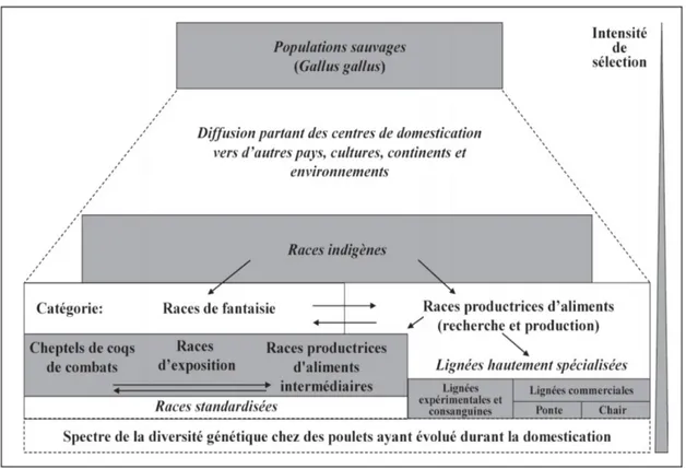 Figure 8 : Évolution de la diversité génétique de la poule domestique (Lariviere et Leroy, 