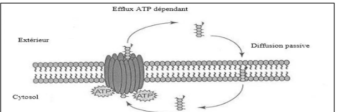 Figure 9 : Mécanisme d'action du transport des molécules médicamenteuses par la P-gp 