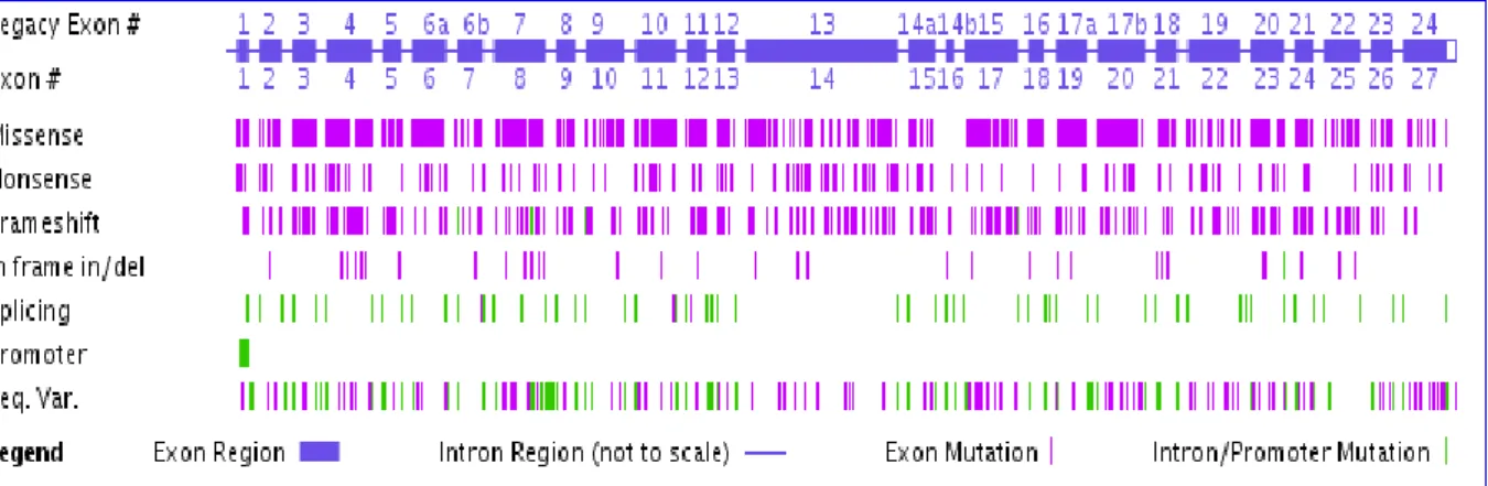 Figure 5 : Distribution des mutations tous au long du gène CFTR.  
