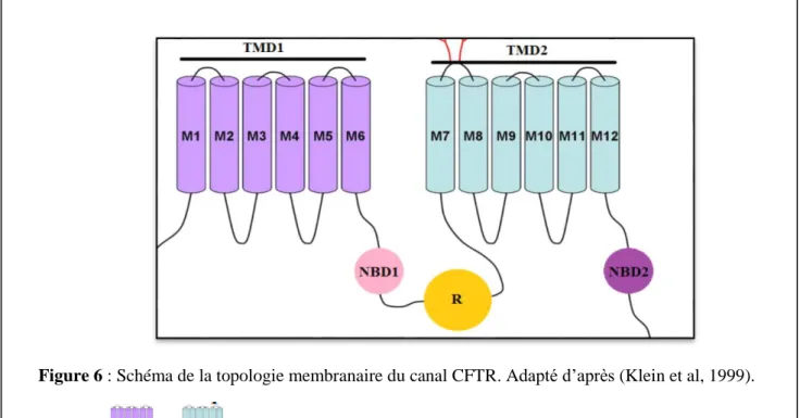 Figure 6 : Schéma de la topologie membranaire du canal CFTR. Adapté d’après (Klein et al, 1999).