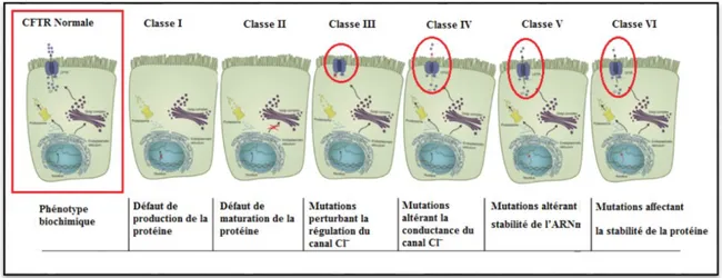 Figure 7: Les différentes classes de mutations CFTR (figure personnelle).