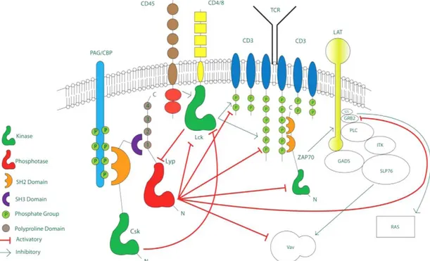 Figure  8  :  Les  multiples  actions  de  la  protéine  LYP  sur  la  signalisation  cellulaire  spécifique du lymphocyte T (138)