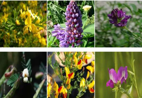 Figure 1 : Photographie de diverses Fabaceae ou  Légumineuses. a : Genista  pilosa 1  ; b : Lupin 