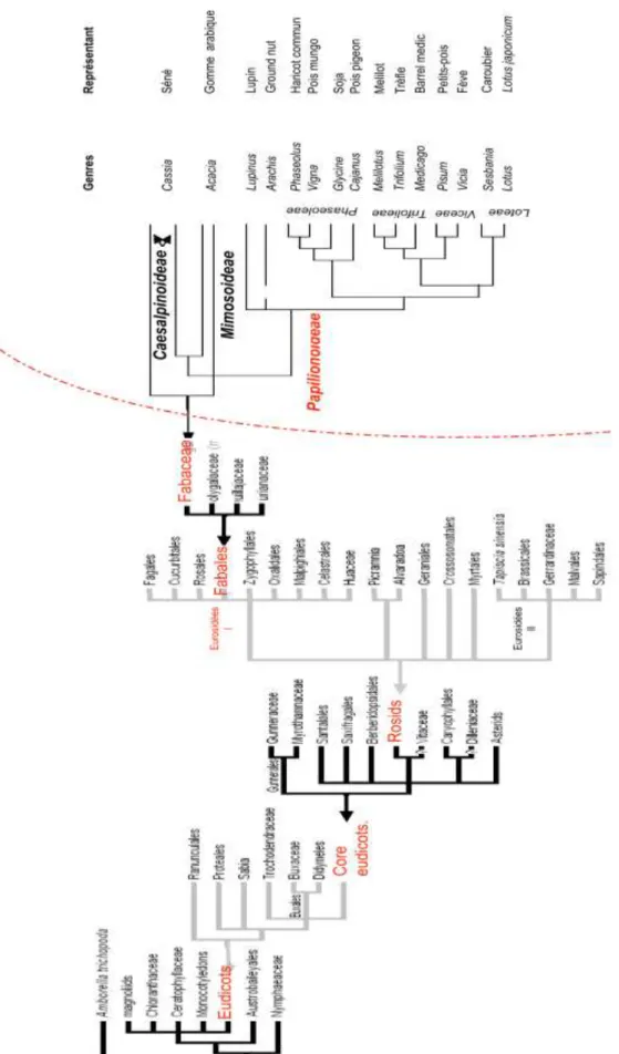 Figure 2  :  Phylogénie  des  Fabaceae.  Les  Fabaceae  sont  regroupées  en  trois  grandes  sous-familles  : 