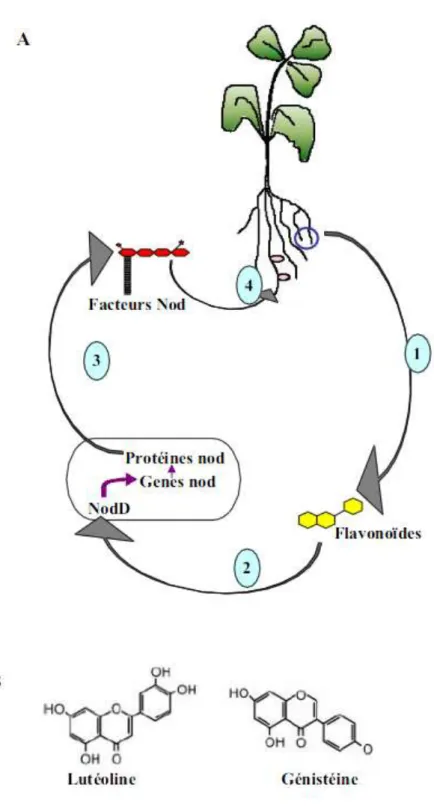Figure 5 : Dialogue moléculaire entre les Rhizobia et les Légumineuses