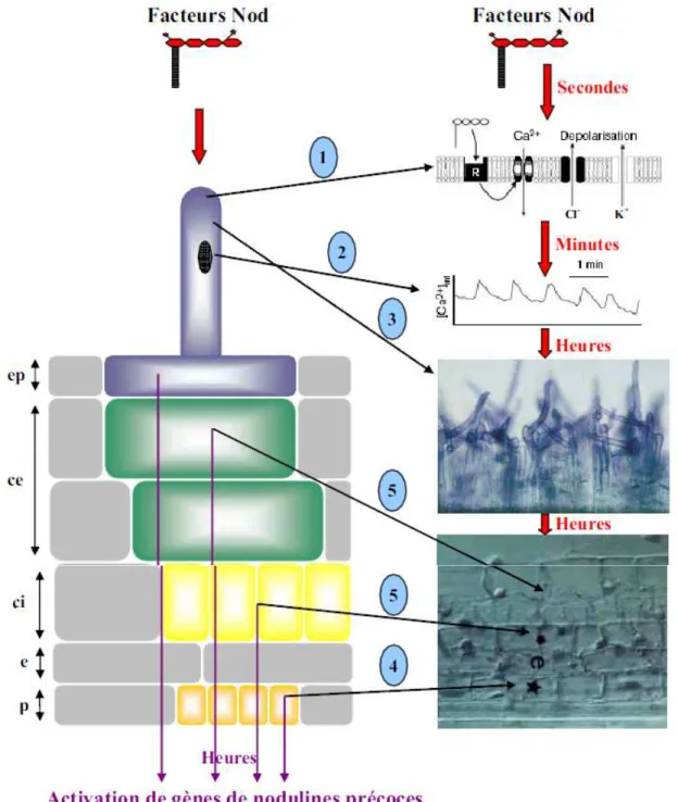Figure  7 : Principales réponses observées dans les racines en réponse aux facteurs Nod