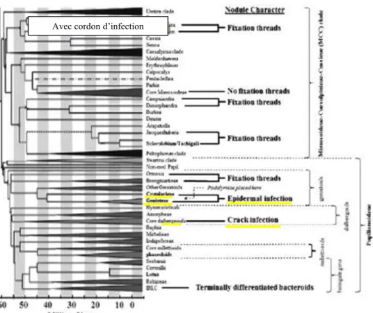 Figure  10 : Relation entre les grands groupes de légumineuses et de leur temps d’évolution par 